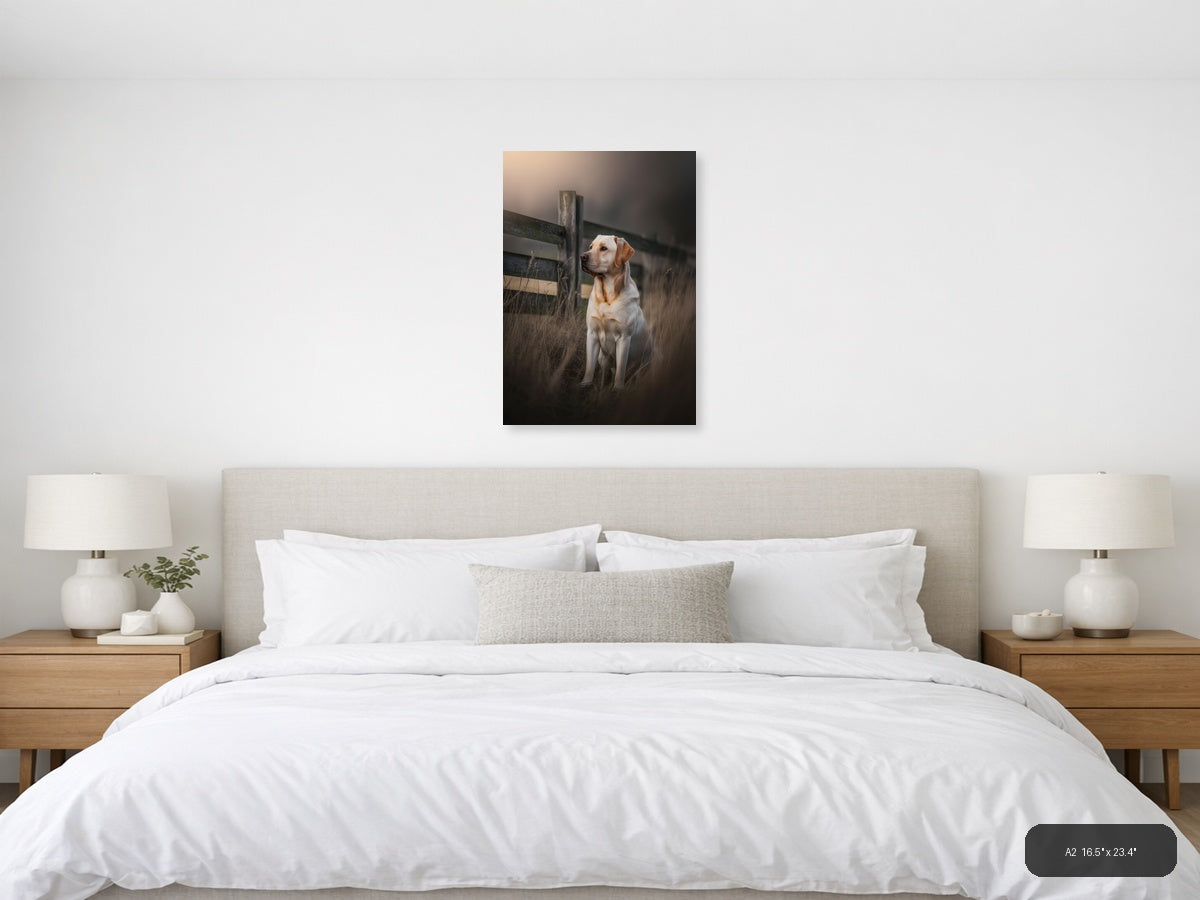 Golden Labrador by Rustic Fence Photography Wall Art — A2 / Bedroom