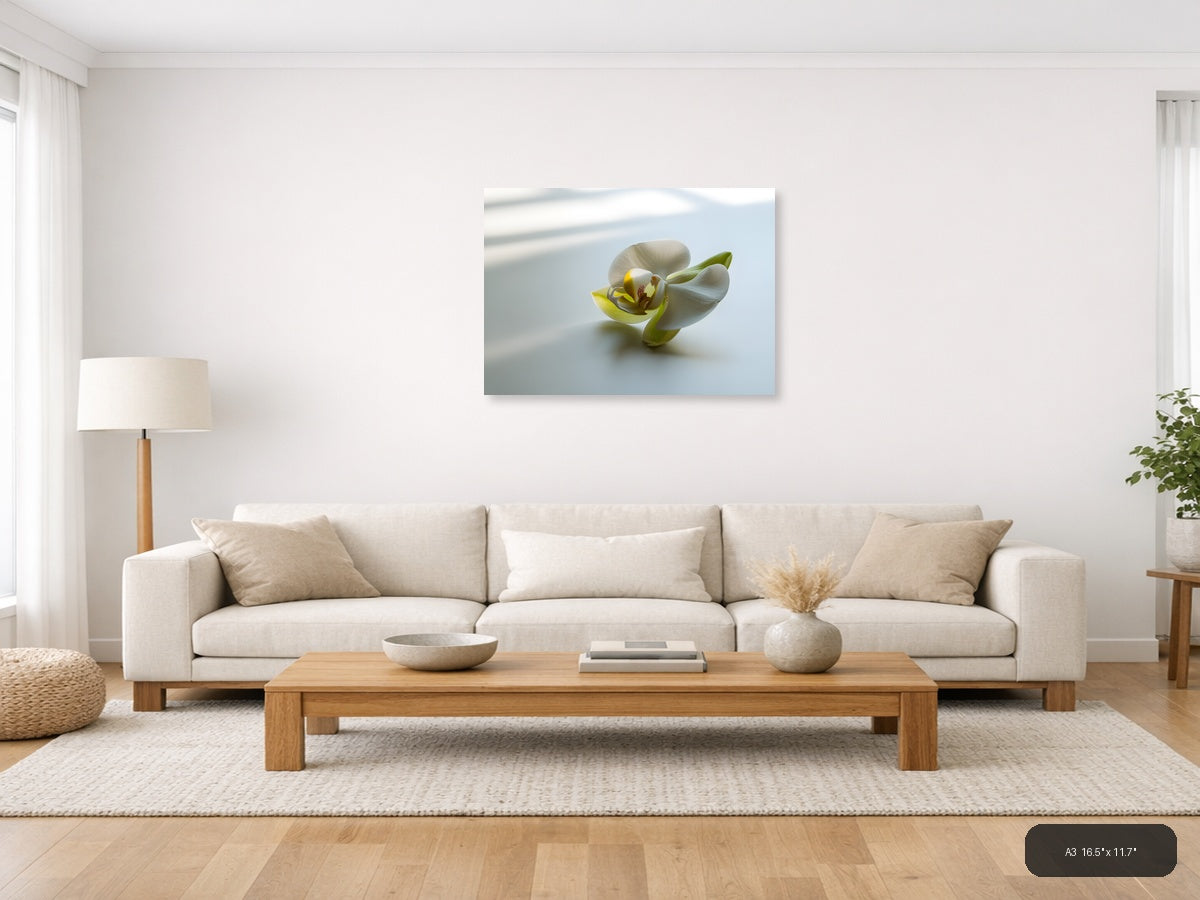 White Orchid with Yellow Center Minimalist Wall Art — A3 / Living Room