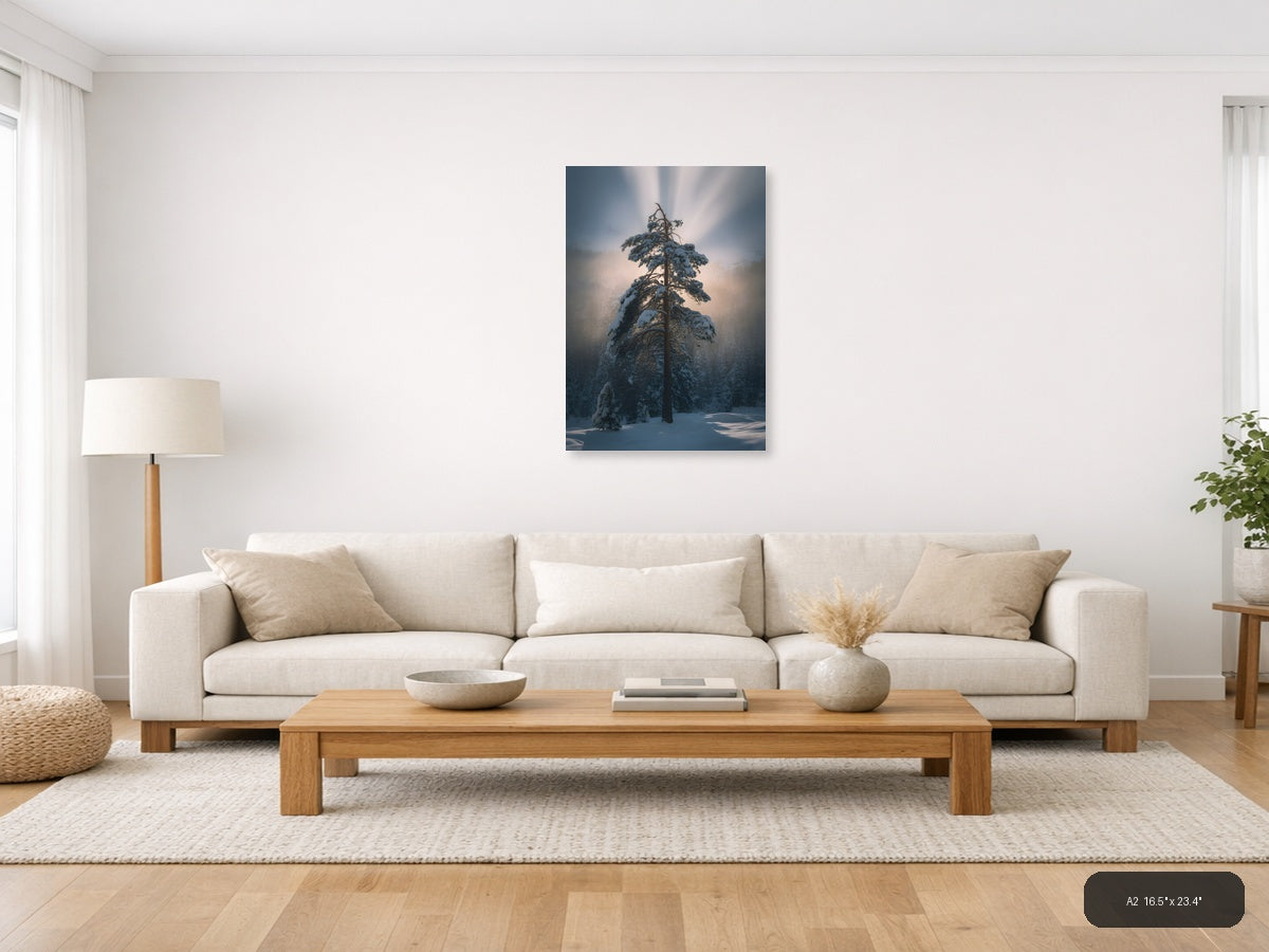 Snow-Covered Pine Tree in Misty Forest Photography Wall Art — A2 / Living Room
