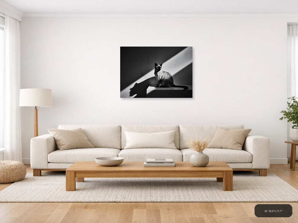 Siamese Cat in Sunlight - Black White Photography Wall Art — A3 / Living Room