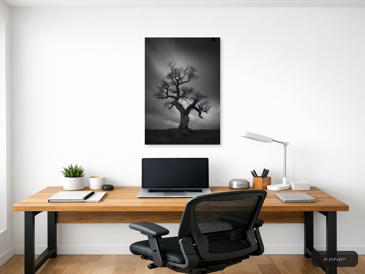 Bare Tree in Storm Rain Black and White Photography Wall Art — A1 / Office