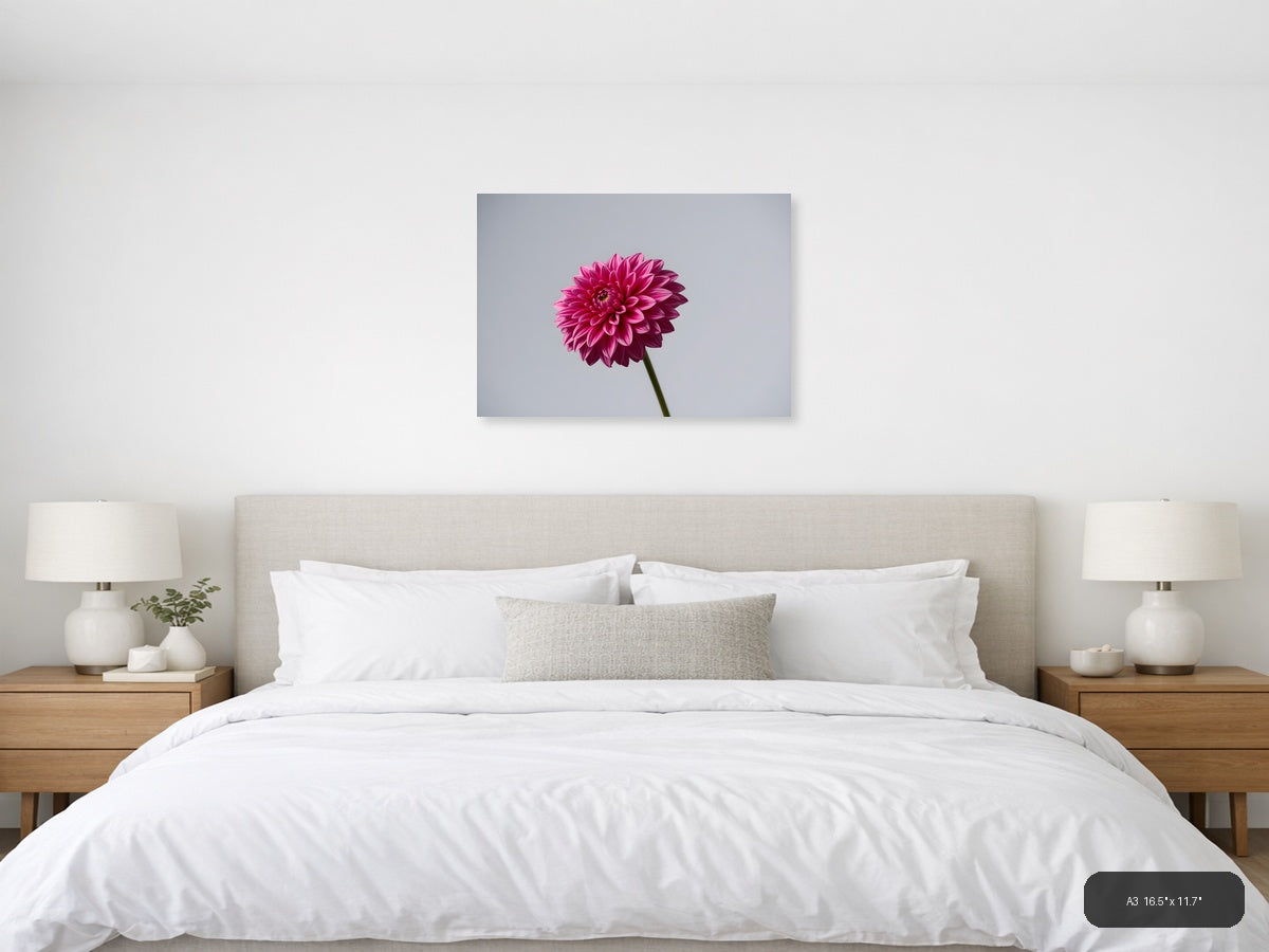 Pink Dahlia Minimalist Flower Wall Art — A3 / Bedroom
