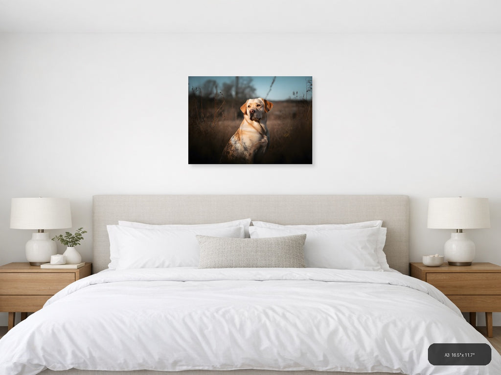 Golden Labrador in Field at Sunset - Photography Wall Art — A3 / Bedroom