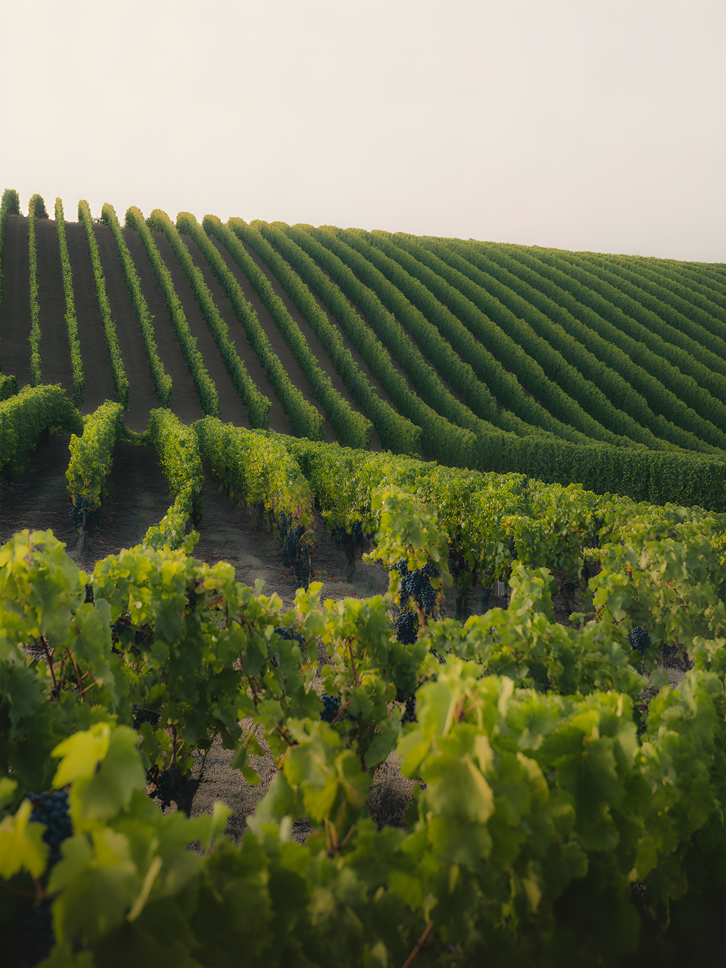 Rolling Vineyard Rows Minimalist Landscape Wall Art