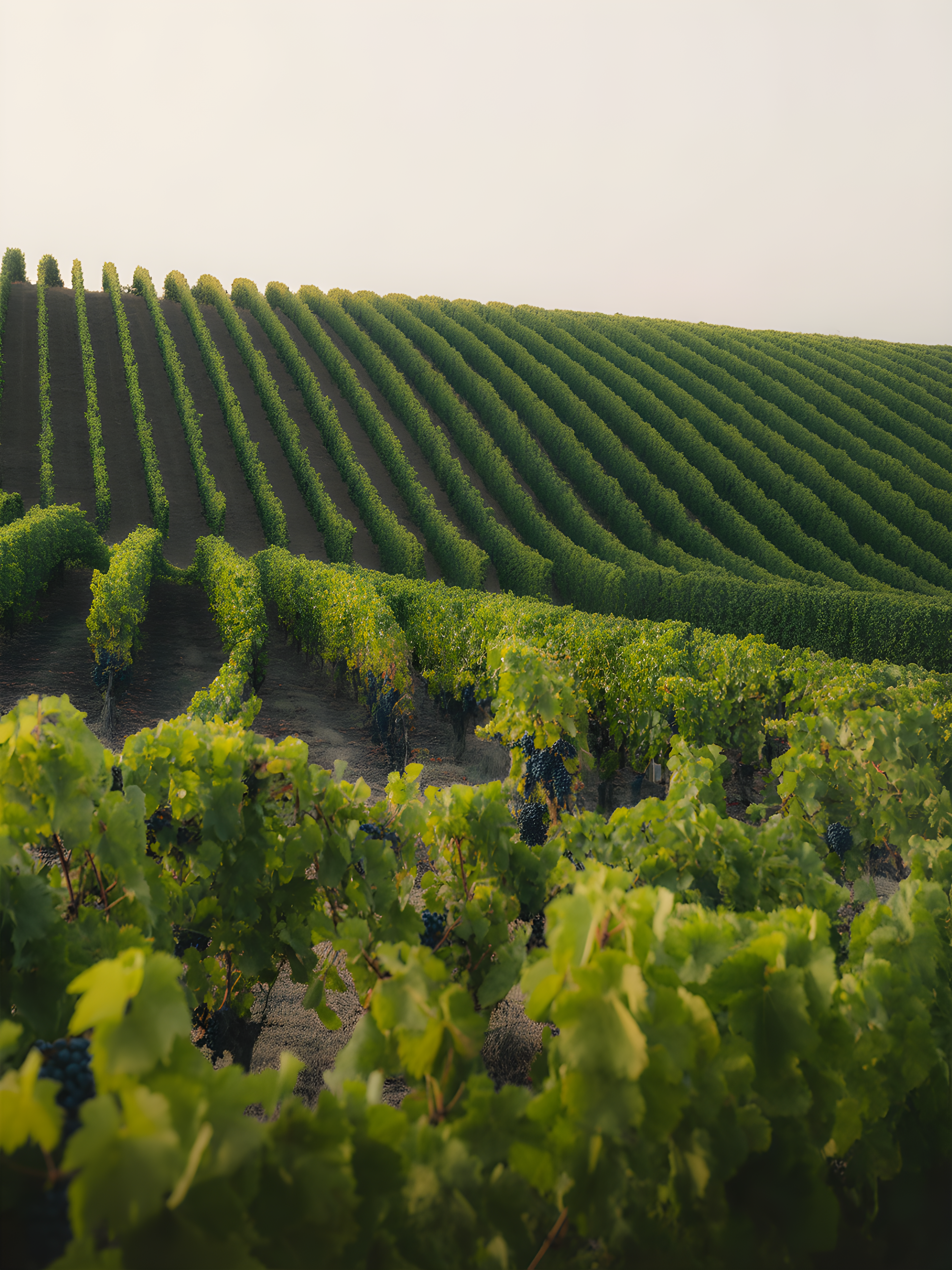 Rolling Vineyard Rows Minimalist Landscape Wall Art
