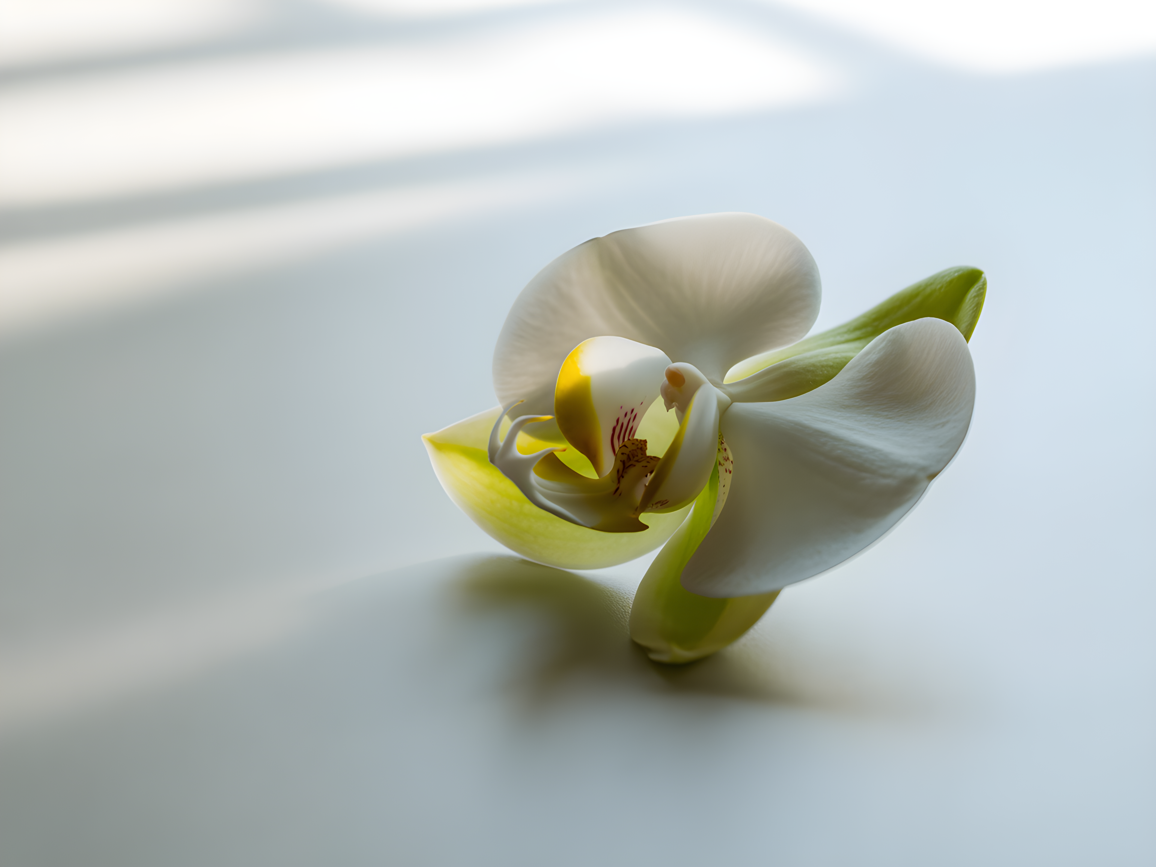 White Orchid with Yellow Detail Minimalist Wall Art