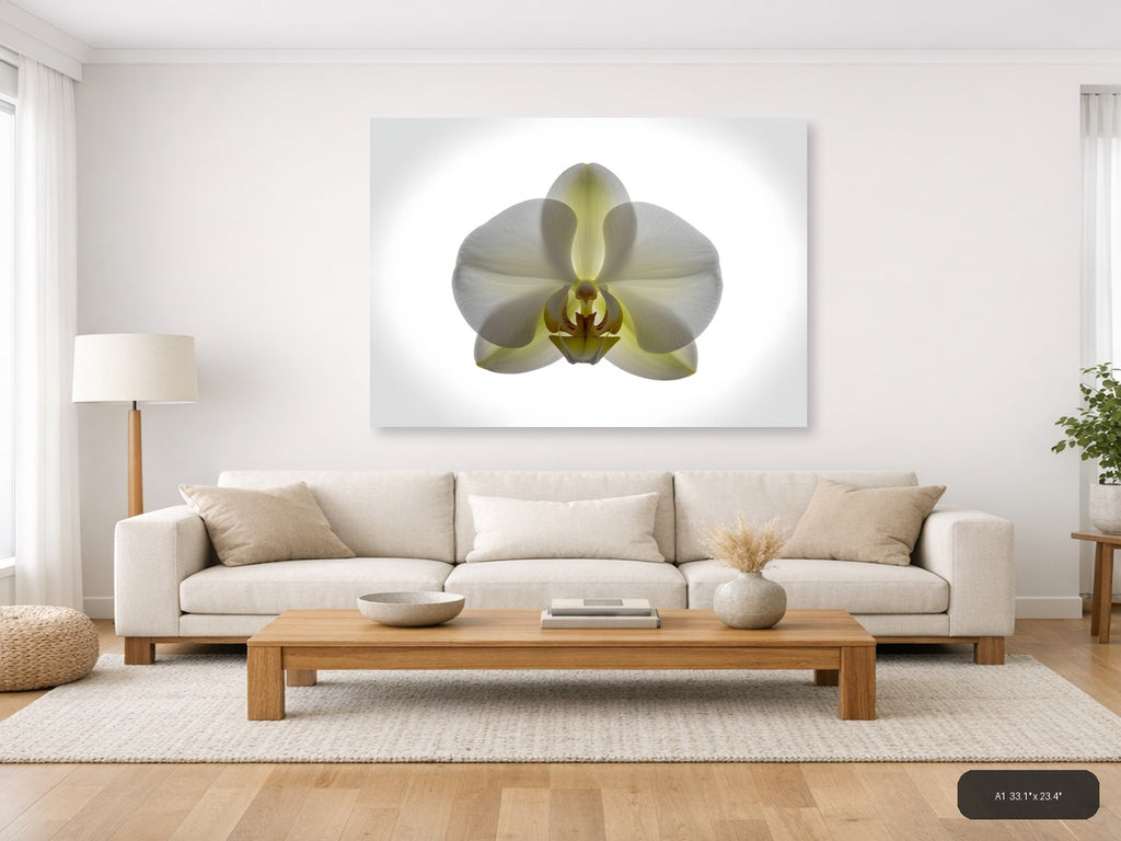 White Orchid with Yellow Centre Minimalist Wall Art — A1 / Living Room
