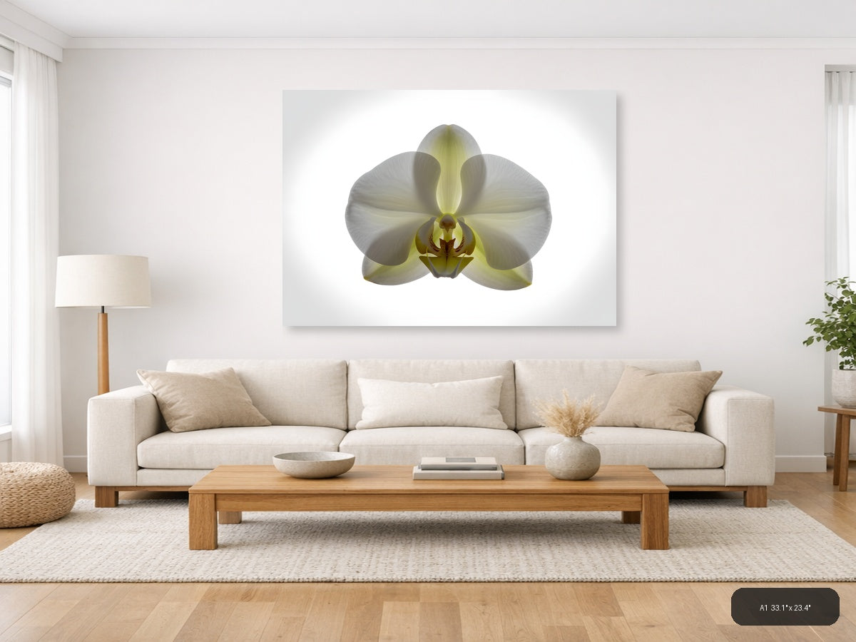 White Orchid with Yellow Centre Minimalist Wall Art — A1 / Living Room