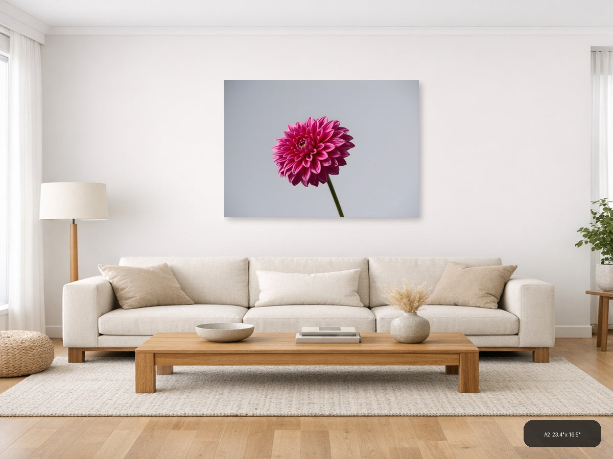 Pink Dahlia Minimalist Flower Wall Art — A2 / Living Room