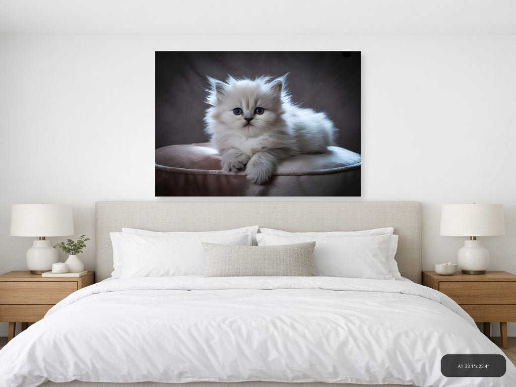 Fluffy White Kitten Portrait Photography Wall Art — A1 / Bedroom
