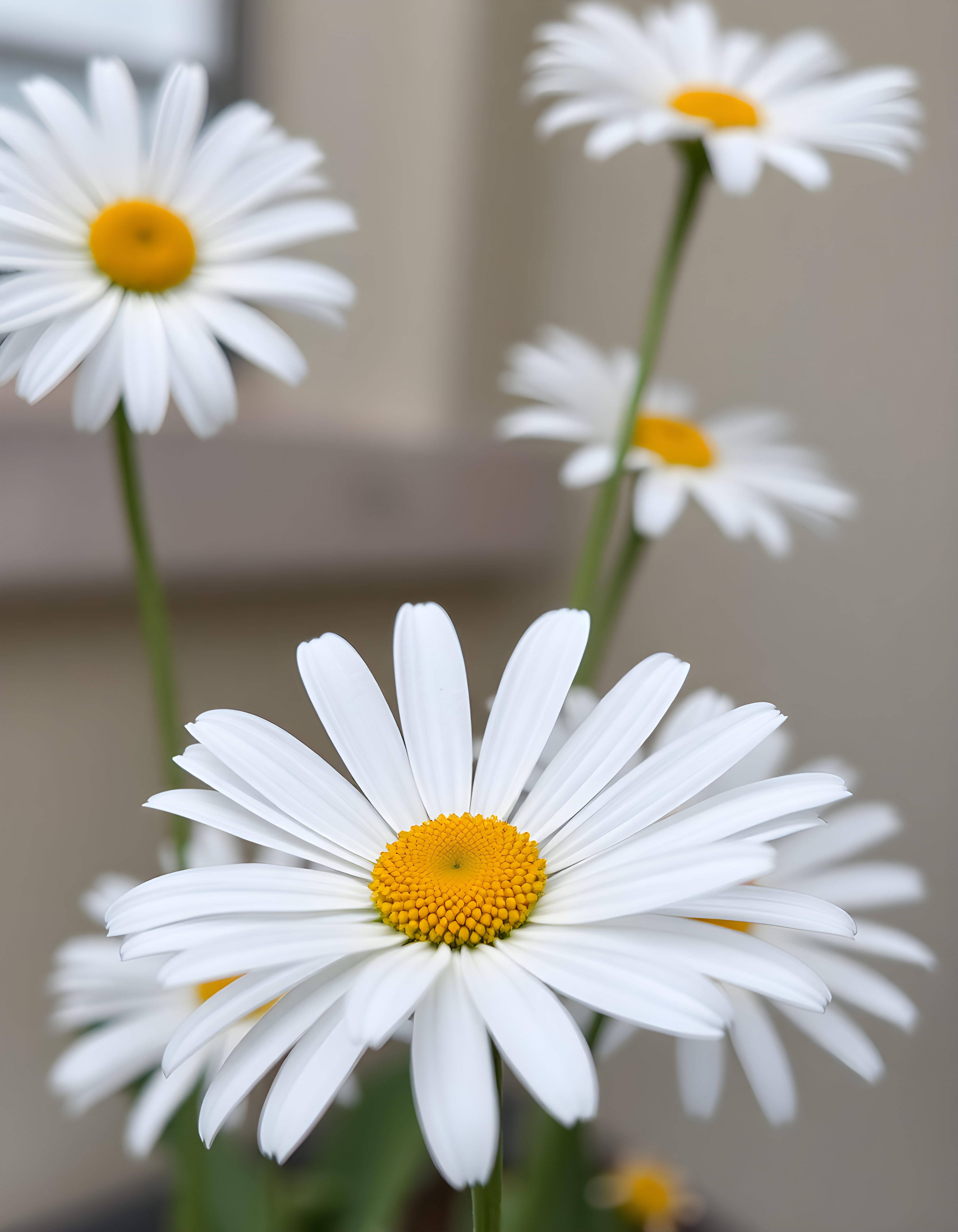 White Daisies with Yellow Centers Minimalist Wall Art