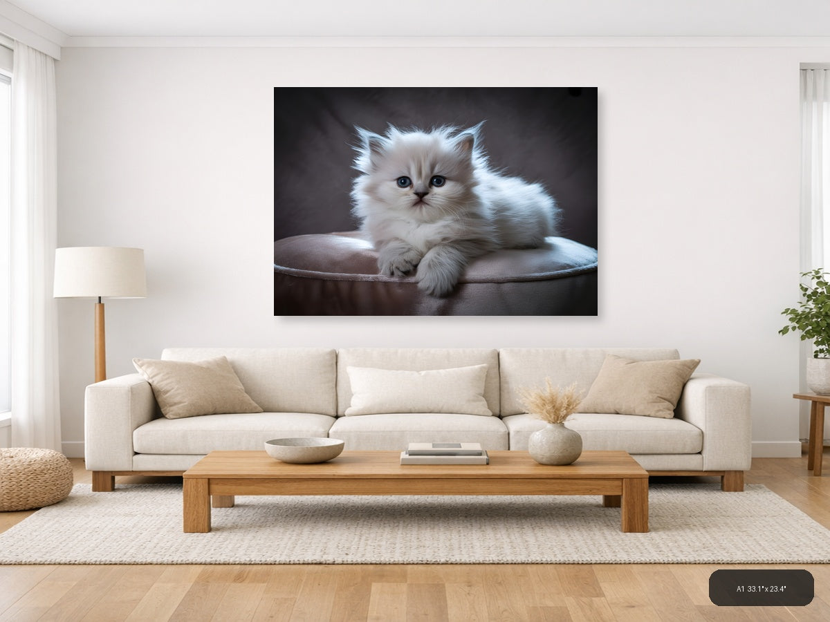 Fluffy White Kitten Portrait Photography Wall Art — A1 / Living Room